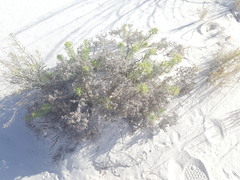 Nama carnosa