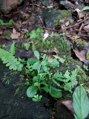 Mazus fauriei