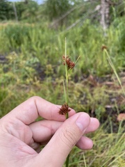 Rhynchospora fascicularis
