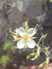 Nerisyrenia linearifolia