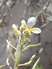 Nerisyrenia linearifolia
