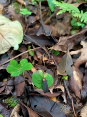 Pyrocoelia formosana