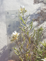 Nerisyrenia linearifolia