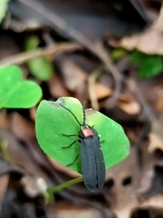 Pyrocoelia formosana