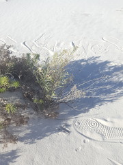 Nerisyrenia linearifolia