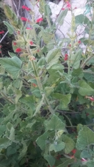Salvia schaffneri