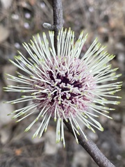 Hakea petiolaris