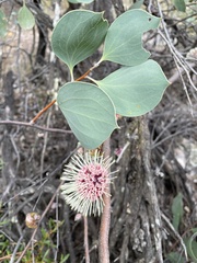 Hakea petiolaris