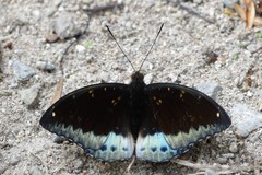Lexias dirtea