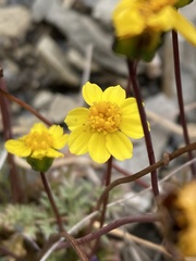 Leptosyne hamiltonii