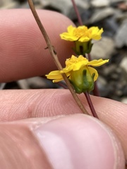 Leptosyne hamiltonii