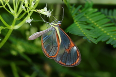 Ithomia drymo