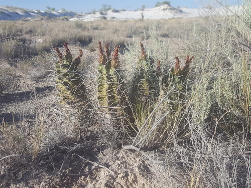 Echinocereus triglochidiatus