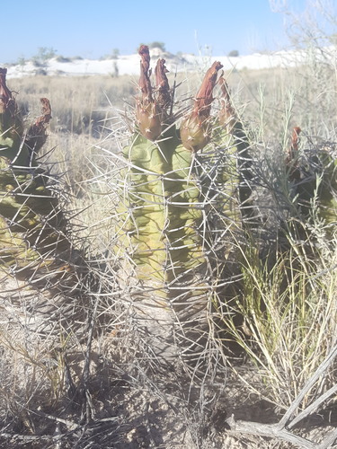 Echinocereus triglochidiatus