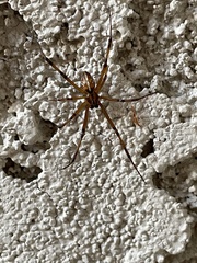Latrodectus hesperus