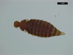 Thylodrias contractus