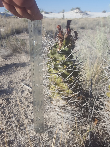 Echinocereus triglochidiatus