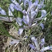 Iris loczyi - Photo (c) Thomas Calame, some rights reserved (CC BY-NC), uploaded by Thomas Calame