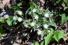 Stellaria corei