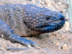 Heloderma horridum