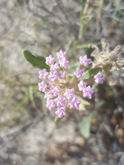 Abronia angustifolia