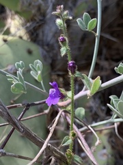 Sairocarpus pusillus