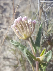 Abronia angustifolia