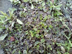 Lobelia perpusilla