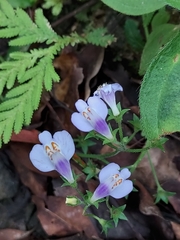 Mazus fauriei