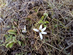 Lobelia perpusilla
