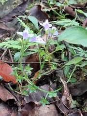 Mazus fauriei