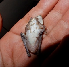 Charpa Tree Frog photo 3