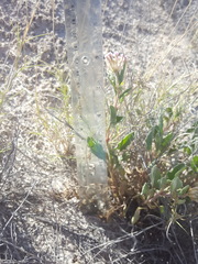 Abronia angustifolia