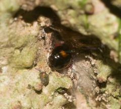 Stethotrypes raffrayi