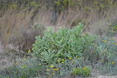 Centaurea seridis maritima