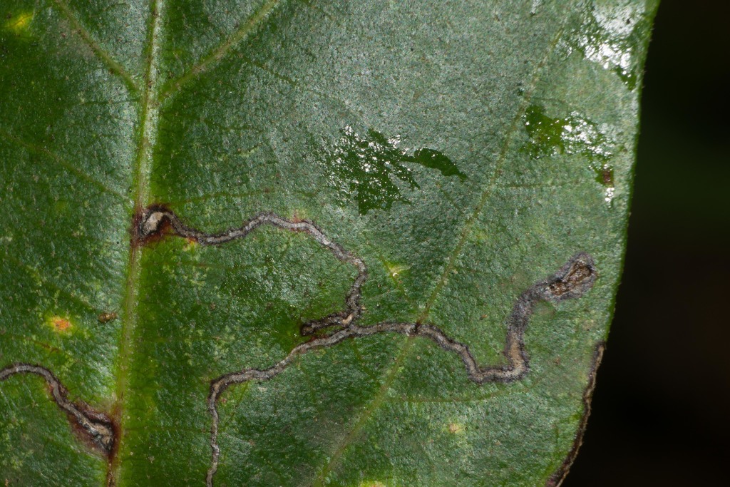 hibiscus leafminer
