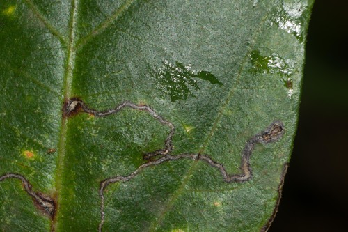 hibiscus leafminer