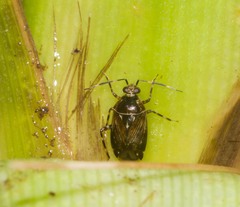 Deraeocoris orientalis