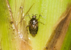 Deraeocoris orientalis