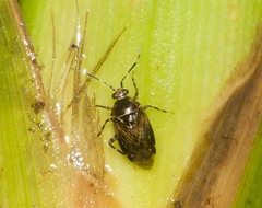 Deraeocoris orientalis