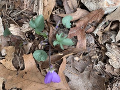 Viola triloba