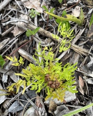 Lygodium japonicum