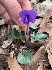 Viola triloba