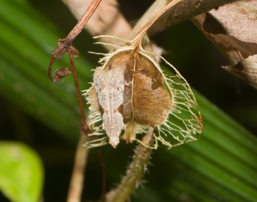 Merimnetria elegantior
