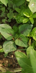 Amaranthus tricolor