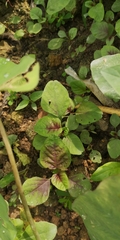 Amaranthus tricolor