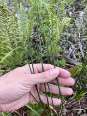 Eleocharis cellulosa
