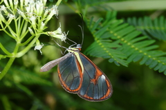 Ithomia drymo