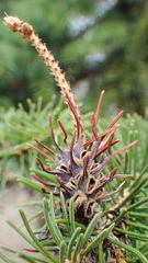 Adelges lariciatus