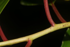 Perrottetia sandwicensis